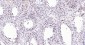 PCNA Recombinant Rabbit mAb, Nuclear Loading Control